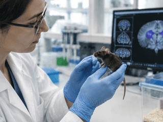 Stanford Grows Mice With Cortices That Are 91.9% Human-Derived